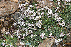 Kriechendes Gipskraut (Gypsophila repens) (21.07.2022, F224615)