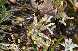 Alpen-Wundklee (Anthyllis vulneraria ssp. alpestris) (F224630)