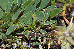 Alpen-Wundklee (Anthyllis vulneraria ssp. alpestris) (F224631)