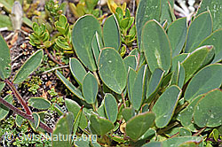 Alpen-Wundklee (Anthyllis vulneraria ssp. alpestris) (F224633)