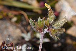 Alpen-Wundklee (Anthyllis vulneraria ssp. alpestris) (F224638)