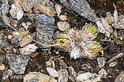 Moosartiger Steinbrech (Saxifraga bryoides) (F224645) Moosartiger Steinbrech (Saxifraga bryoides) (F224645)