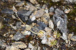 Moosartiger Steinbrech (Saxifraga bryoides) (F224646) Moosartiger Steinbrech (Saxifraga bryoides) (F224646)