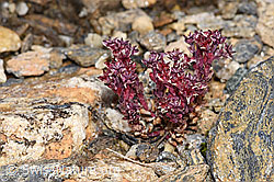 Dunkler Mauerpfeffer (Sedum atratum) (21.07.2022, F224649)