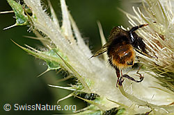 Bombus wurflenii on Cirsium spinosissimum (F224657)