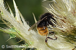 Bombus wurflenii on Cirsium spinosissimum (F224658)