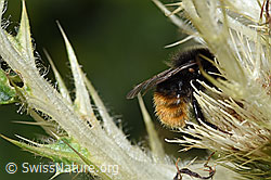 Bombus wurflenii on Cirsium spinosissimum (F224659)