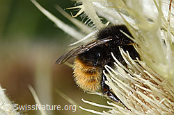 Bombus wurflenii on Cirsium spinosissimum (F224660)