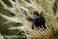 Bombus wurflenii on Cirsium spinosissimum (F224663)