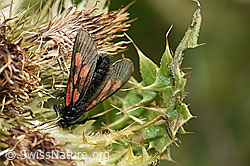 Alpen-Kratzdistel (Cirsium spinosissimum)