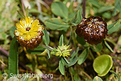 Braun-Klee (Trifolium badium) (21.07.2022, F224688)