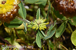 Trifolium badium (F224689)