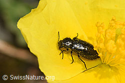 Dasytes obscurus on flower (F224693) Dasytes obscurus on flower (F224693)