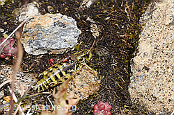 Nordische Gebirgsschrecke (Bohemanella frigida) (F224700) Nordische Gebirgsschrecke (Bohemanella frigida) (F224700)