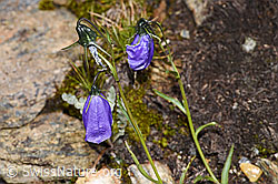 Scheuchzers Glockenblume (Campanula scheuchzeri) (F224706) Scheuchzers Glockenblume (Campanula scheuchzeri) (F224706)