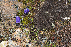 Scheuchzers Glockenblume (Campanula scheuchzeri) (F224708) Scheuchzers Glockenblume (Campanula scheuchzeri) (F224708)