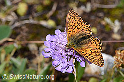 Ähnlicher Perlmuttfalter (Boloria napaea) auf Glänzender Skabiose (Scabiosa lucida) (F224716) Ähnlicher Perlmuttfalter (Boloria napaea) auf Glänzender Skabiose (Scabiosa lucida) (F224716)