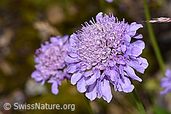 Glänzende Skabiose (Scabiosa lucida) (F224718) Glänzende Skabiose (Scabiosa lucida) (F224718)