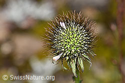 Glänzende Skabiose (Scabiosa lucida) (F224722) Glänzende Skabiose (Scabiosa lucida) (F224722)