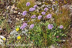 Glänzende Skabiose (Scabiosa lucida) (21.07.2022, F224734)
