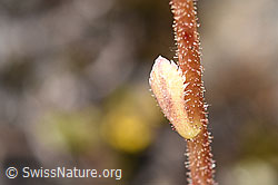 Saxifraga paniculata (F224740)