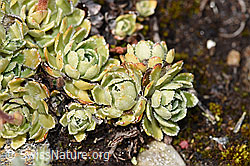 Saxifraga paniculata (F224741)