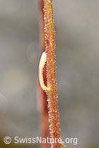Saxifraga paniculata (F224742)