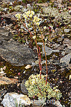 Saxifraga paniculata (F224744)