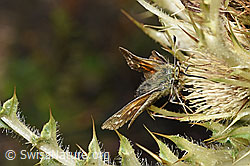Hesperia comma on Cirsium spinosissimum (F224748)