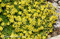 Bewimperter Steinbrech (Saxifraga aizoides) (F224757) Bewimperter Steinbrech (Saxifraga aizoides) (F224757)