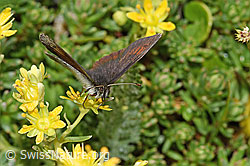 Schweizer Schillernder Mohrenfalter (Erebia tyndarus) an Bewimpertem Steinbrech (Saxifraga aizoides) (F224769) Schweizer Schillernder Mohrenfalter (Erebia tyndarus) an Bewimpertem Steinbrech (Saxifraga aizoides) (F224769)