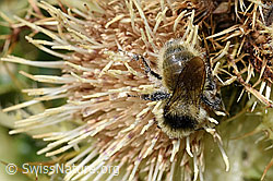 Bombus mesomelas on Cirsium spinosissimum (F224770) Bombus mesomelas on Cirsium spinosissimum (F224770)