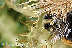 Bombus mesomelas on Cirsium spinosissimum (F224773) Bombus mesomelas on Cirsium spinosissimum (F224773)