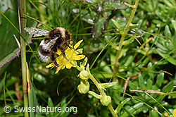 Bewimperter Steinbrech (Saxifraga aizoides)