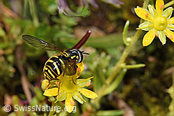 Chrysotoxum fasciatum on Saxifraga aizoides (21.07.2022, F224778)