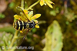 Chrysotoxum fasciatum on Saxifraga aizoides (F224779) Chrysotoxum fasciatum on Saxifraga aizoides (F224779)
