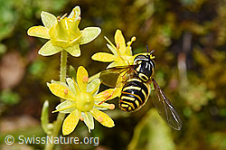 Chrysotoxum fasciatum on Saxifraga aizoides (F224781) Chrysotoxum fasciatum on Saxifraga aizoides (F224781)