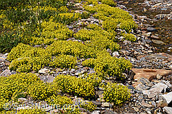 Bewimperter Steinbrech (Saxifraga aizoides) (F224783) Bewimperter Steinbrech (Saxifraga aizoides) (F224783)