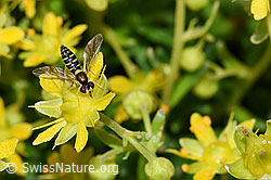 Bewimperter Steinbrech (Saxifraga aizoides)