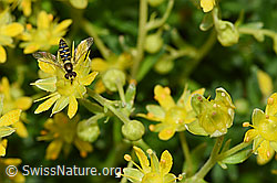 Gewöhnliche Langbauchschwebfliege (Sphaerophoria scripta) auf Bewimperter Steinbrech (Saxifraga aizoides) (F224786) Gewöhnliche Langbauchschwebfliege (Sphaerophoria scripta) auf Bewimperter Steinbrech (Saxifraga aizoides) (F224786)