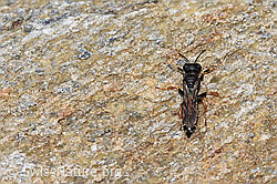 Crabro alpinus (F224792)