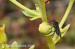 Tanzfliege der Gattung Hilara auf Bewimpertem Steinbrech (Saxifraga aizoides) (F224796)