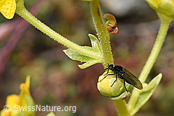 Tanzfliege der Gattung Hilara auf Bewimpertem Steinbrech (Saxifraga aizoides) (F224798)