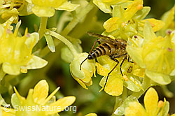 Gewöhnliche Stilettfliege (Thereva nobilitata) an Bewimpertem Steinbrech (Saxifraga aizoides) (F224801) Gewöhnliche Stilettfliege (Thereva nobilitata) an Bewimpertem Steinbrech (Saxifraga aizoides) (F224801)
