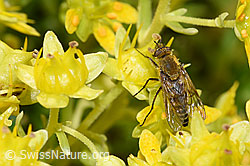 Bewimperter Steinbrech (Saxifraga aizoides)
