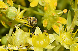Gewöhnliche Stilettfliege (Thereva nobilitata) an Bewimpertem Steinbrech (Saxifraga aizoides) (F224804) Gewöhnliche Stilettfliege (Thereva nobilitata) an Bewimpertem Steinbrech (Saxifraga aizoides) (F224804)