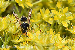 Waldwespe (Dolichovespula sylvestris) auf Bewimpertem Steinbrech (Saxifraga aizoides) (F224816) Waldwespe (Dolichovespula sylvestris) auf Bewimpertem Steinbrech (Saxifraga aizoides) (F224816)