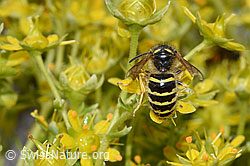 Waldwespe (Dolichovespula sylvestris) auf Bewimpertem Steinbrech (Saxifraga aizoides) (F224822) Waldwespe (Dolichovespula sylvestris) auf Bewimpertem Steinbrech (Saxifraga aizoides) (F224822)