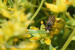 Tenthredo brevicornis (Blattwespe) auf Bewimpertem Steinbrech (Saxifraga aizoides) (F224828) Tenthredo brevicornis (Blattwespe) auf Bewimpertem Steinbrech (Saxifraga aizoides) (F224828)