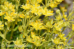 Bewimperter Steinbrech (Saxifraga aizoides) (F224831) Bewimperter Steinbrech (Saxifraga aizoides) (F224831)